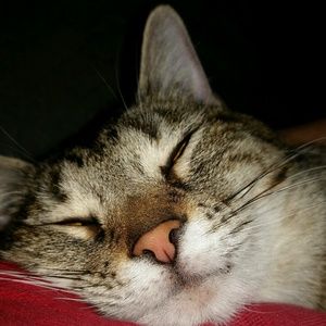 Meet your Posher, Bobbi